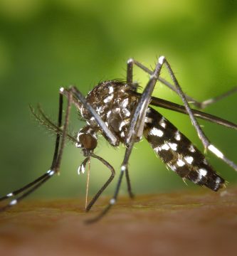 mosquitos mas peligrosos